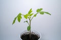 Little tomato plant in spring