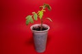 Little tomato plant in a plastic cup with a red background