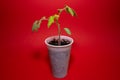 Little tomato plant in a plastic cup with a red background