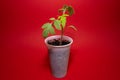 Little tomato plant in a plastic cup with a red background