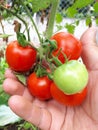 little tomatoes hanging on your plant, they look very delicious and healthy