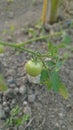 Little tomatos in garden Royalty Free Stock Photo