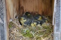 Little tomtits in a nest Royalty Free Stock Photo