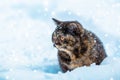 Little kitten sitting on the snow Royalty Free Stock Photo