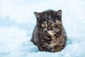 Little kitten sitting on the snow Royalty Free Stock Photo