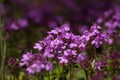 A little tough beauty - the creeping wild thyme Royalty Free Stock Photo