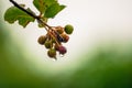 Little, toxic fruits with water drops Royalty Free Stock Photo