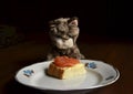 Little toy kitten in front of plate with fish sandwich