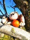 A little toy monkey on a tree sits with a mandarin. Sunny weather