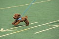 Little toy poodle dog running