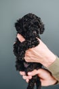 Little Poodle Puppy. Black Poodle on a Blue Background. Vertical Portrait Pedigree Dog