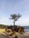 a little tree arounds the rock in the beach Royalty Free Stock Photo