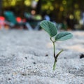 Little tree at the beach Royalty Free Stock Photo