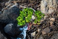 A little tree born on rock