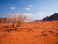 Little tree bush in Wadi Rum in Jordan. Beautiful landscape of desert. Red desert.