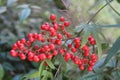 City gardens - Small tree with coral berries