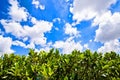 Little tree fence with blue sky with cloud. Royalty Free Stock Photo