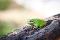 Little tree frog