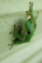 Little tree frog Royalty Free Stock Photo