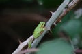 Little tree frog on the bramble tree Royalty Free Stock Photo