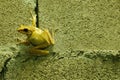 Little tree frog clinging to the wall alone looking for opportunities to move on Royalty Free Stock Photo