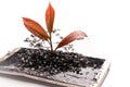 Little tree growing on the broken smart phone, environment, knowledge, innovation and technology concept with copy space