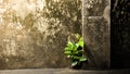 Little tree is growing through at old concrete wall. Royalty Free Stock Photo