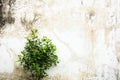 Little tree is growing through at old concrete wall. Royalty Free Stock Photo