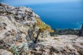 A little tree grows on high mountain. Lonely little tree on rock over sea. Crimea