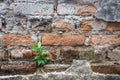 Little tree growth on old bricks wall background