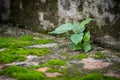 Little tree and moss green ferns on brick wall Royalty Free Stock Photo