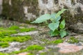 little tree and moss green ferns on brick wall Royalty Free Stock Photo