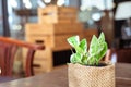 Little tree pot on the desk in the living room, background with copy space concept Royalty Free Stock Photo