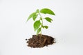 Little tree with soil growing
