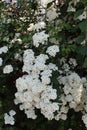 Beautiful floral and botany. Photography of little white flower.