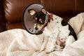 Puppy wearing a clear cone of shame dog collar Royalty Free Stock Photo