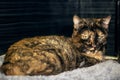 Little tricolor cat sleeping in a bed