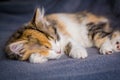 Little tricolor kitten sleeping on gray background