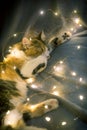 Little tricolor kitten sleeping with festive garland lights