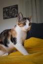 Little tricolor kitten on a yellow blanket staring into the distance ready to attack a mouse Royalty Free Stock Photo