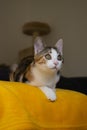 Little tricolor kitten on a yellow blanket staring at the horizon looking for bords to hunt Royalty Free Stock Photo