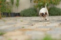 Little tricolor smooth-haired Jack Russell Terrier is busy snooping in the garden alone. Old dog 13 years old