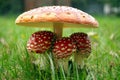 Little Triplet Toadstools