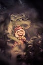 A little troll, playing in my garden. Royalty Free Stock Photo