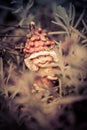 A little troll, playing in my garden. Royalty Free Stock Photo