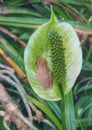 Little Tropical Frogy Resting On A Tulip Royalty Free Stock Photo