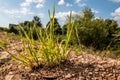 A little tuft of grass on the stony ground