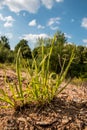 A little tuft of grass on the stony ground