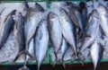 Little tunny fish in market Royalty Free Stock Photo