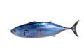 Little tunny tuna fish Euthynnus affinis on white